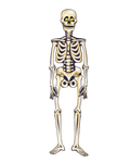 35" Halloween Jointed Skeleton - Unique