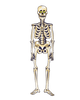 35" Halloween Jointed Skeleton - Unique