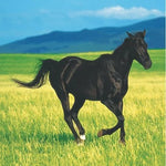5" Beverage Napkins - Wild Horses (16ct) - Creative Converting