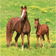 6.5" Luncheon Napkins - Wild Horses (16ct) - Creative Converting