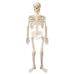 Anagram Mylar & Foil Mr. Bones Skeleton AirWalker 75″ Balloon