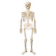 Mr. Bones Skeleton AirWalker 75″ Balloon