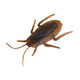 Cockroach Multi-Pack (36 count)